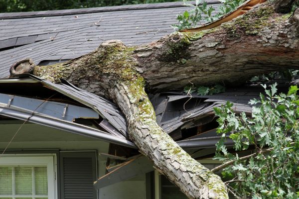 Storm Remediation in Riverside